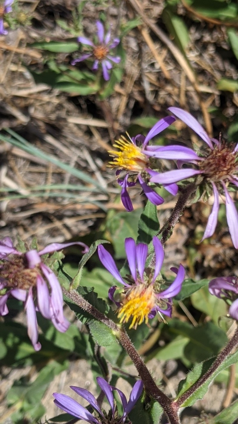 Thickstem Aster photo 4