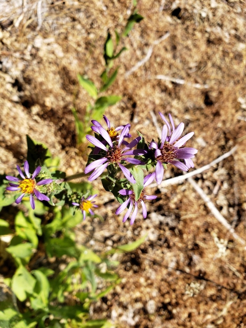 Thickstem Aster photo 5