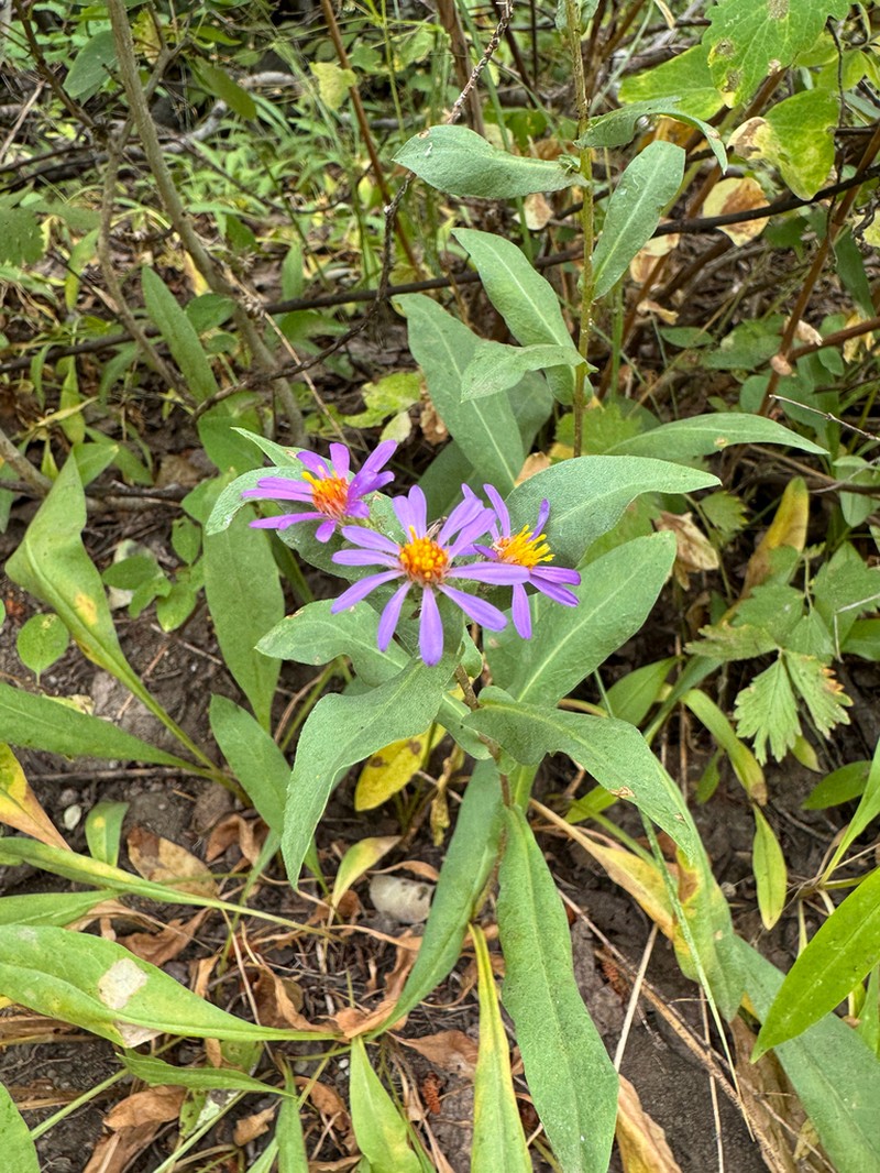 Thickstem Aster photo 6