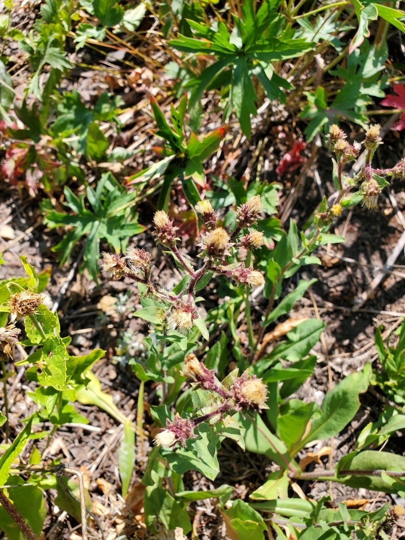 Thickstem Aster photo 7