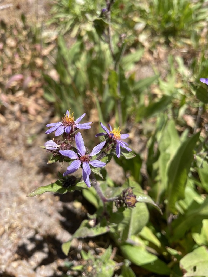 Thickstem Aster photo 8