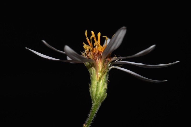 Jones' Aster