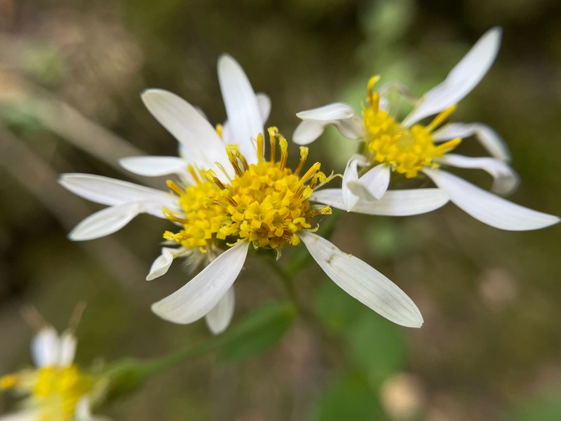 Jones' Aster photo 2