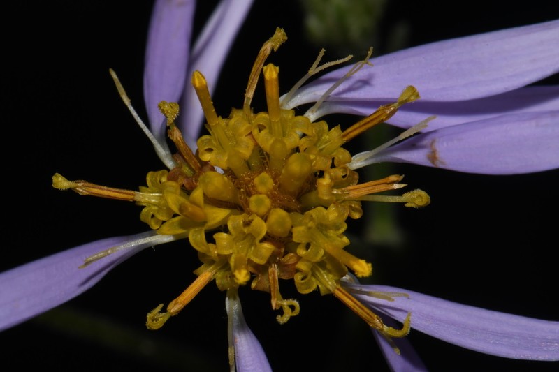 Jones' Aster photo 3