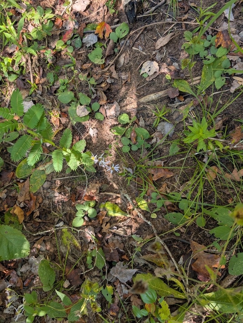 Jones' Aster photo 6