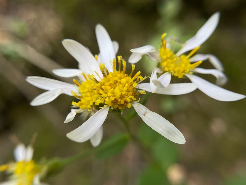 Jones' Aster photo 8