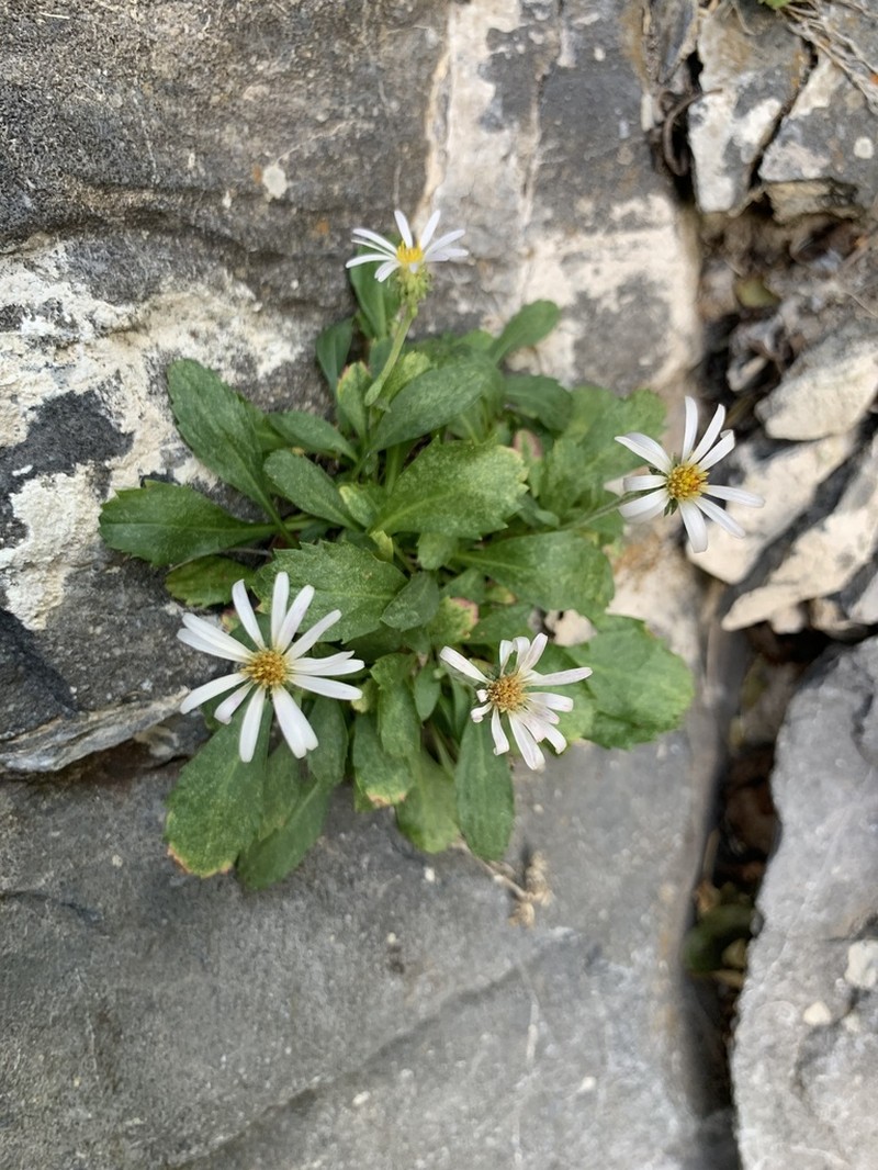 King's Serpentweed