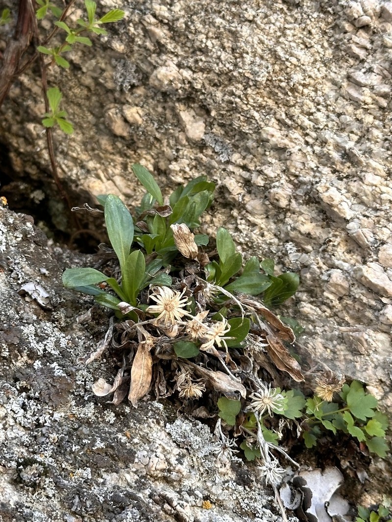 King's Serpentweed photo 2