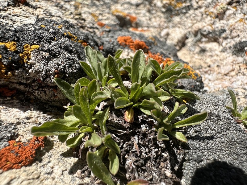 King's Serpentweed photo 3