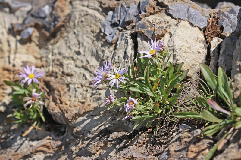 King's Serpentweed photo 4