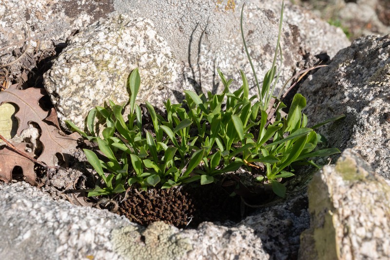King's Serpentweed photo 6