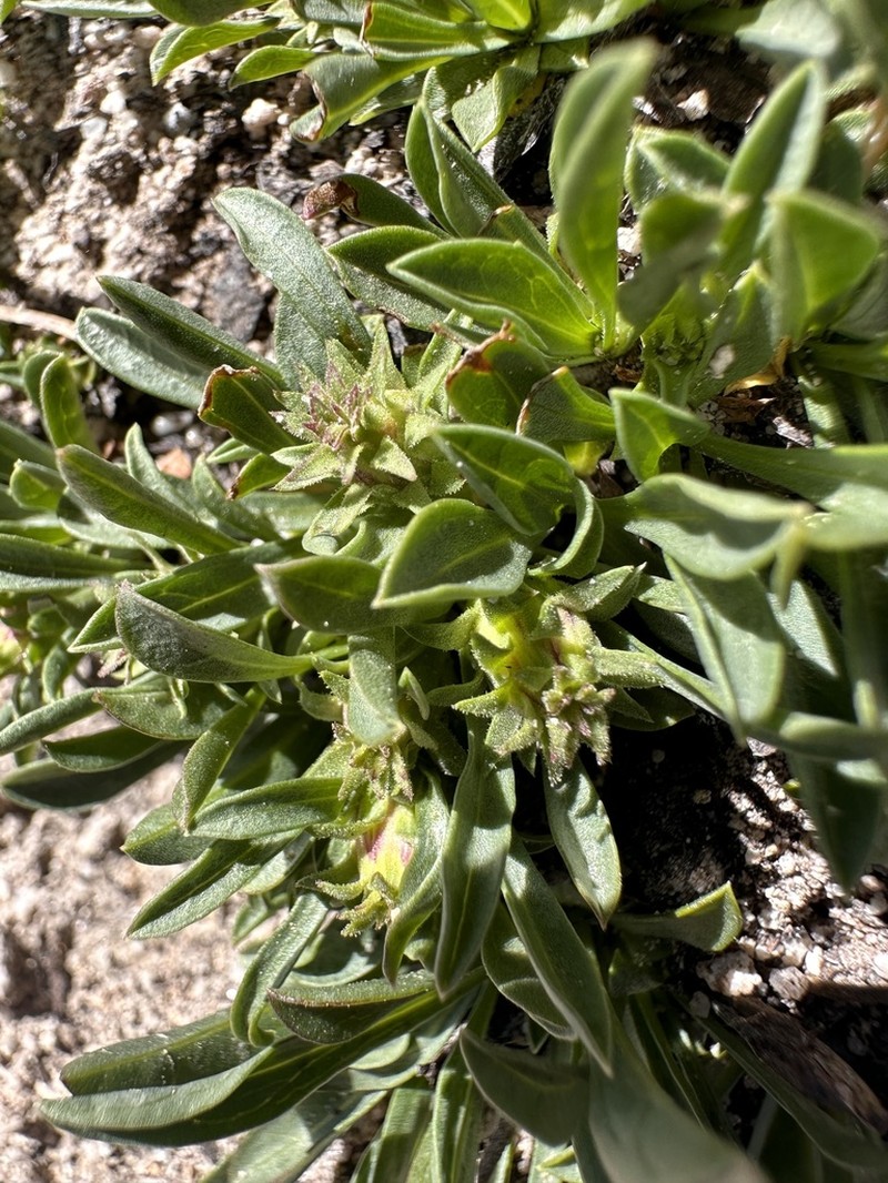 King's Serpentweed photo 7