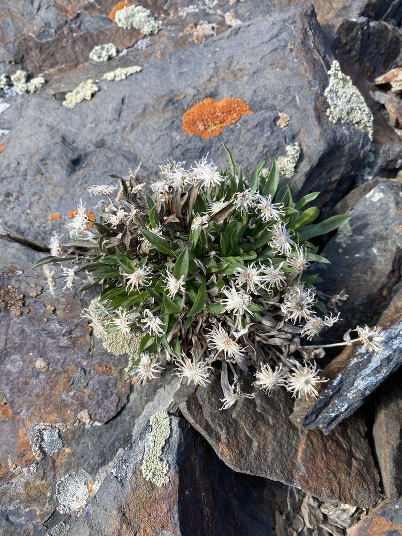King's Serpentweed photo 8