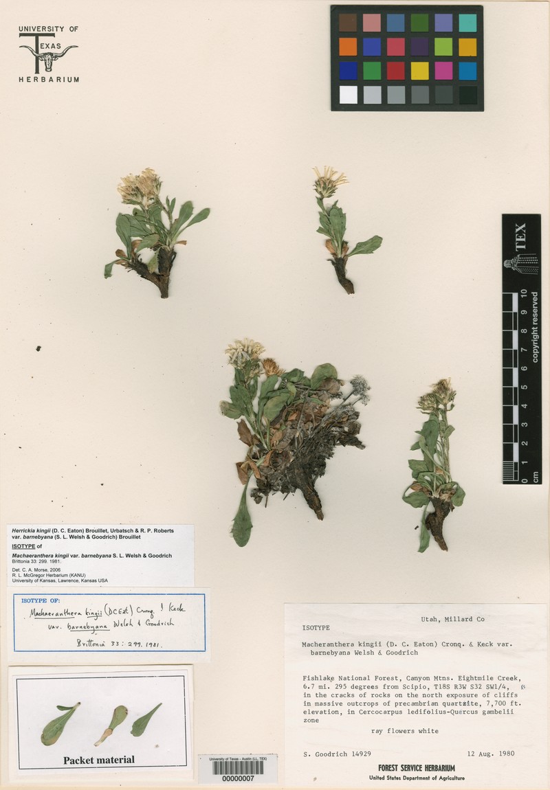 Eurybia kingii var. barnebyana photo 4