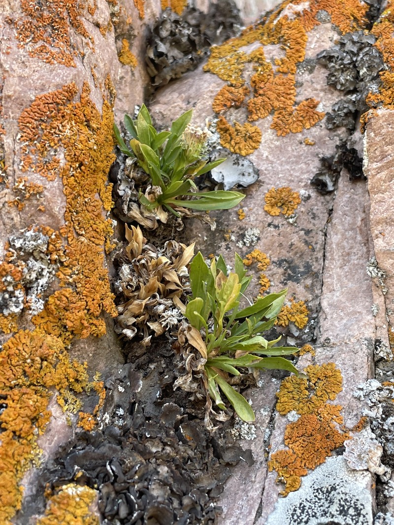 Eurybia kingii var. barnebyana