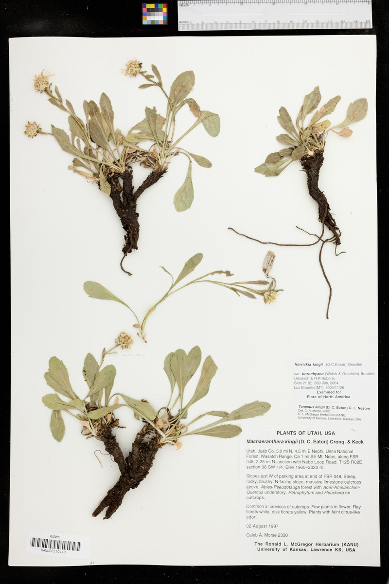 Eurybia kingii var. barnebyana photo 2