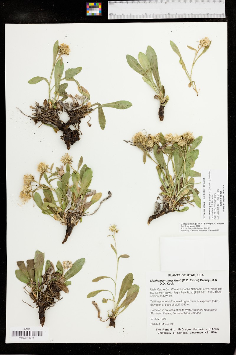 Eurybia kingii var. barnebyana photo 3