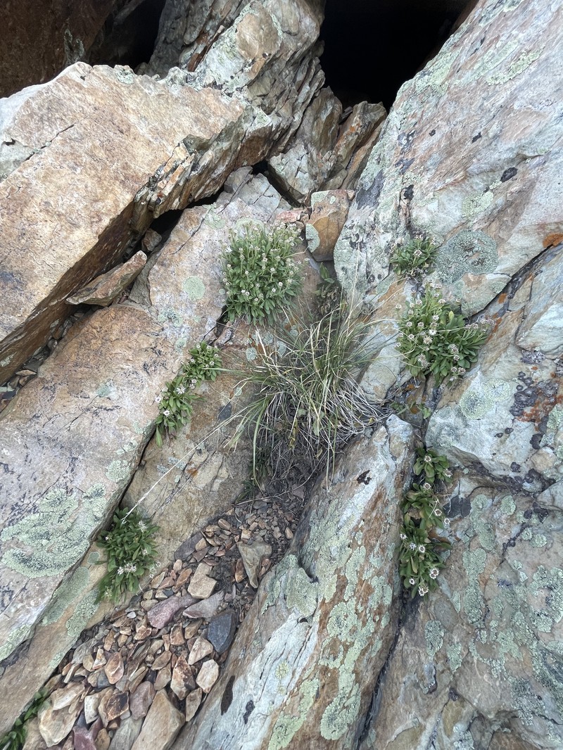 Eurybia kingii var. kingii