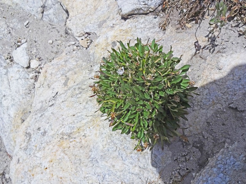 Eurybia kingii var. kingii photo 2