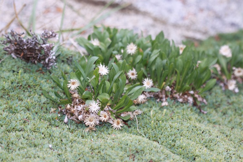 Eurybia kingii var. kingii photo 3