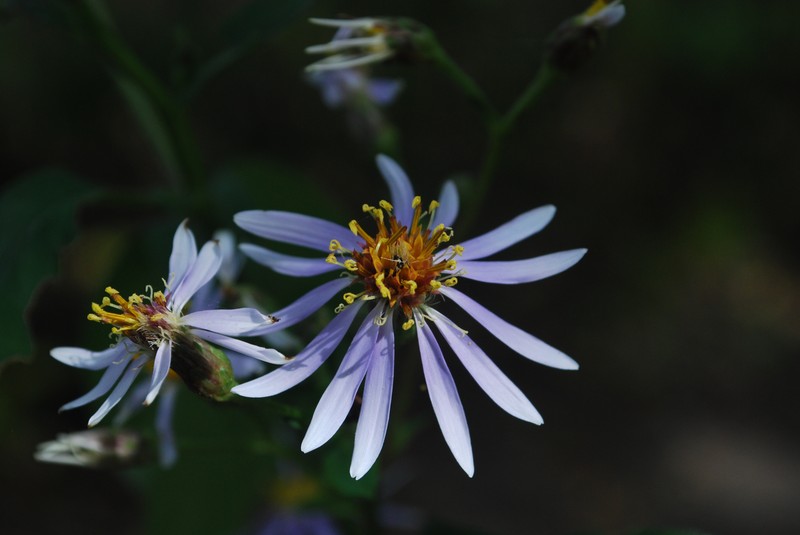 Bigleaf Aster