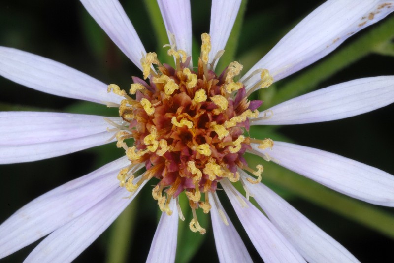 Bigleaf Aster