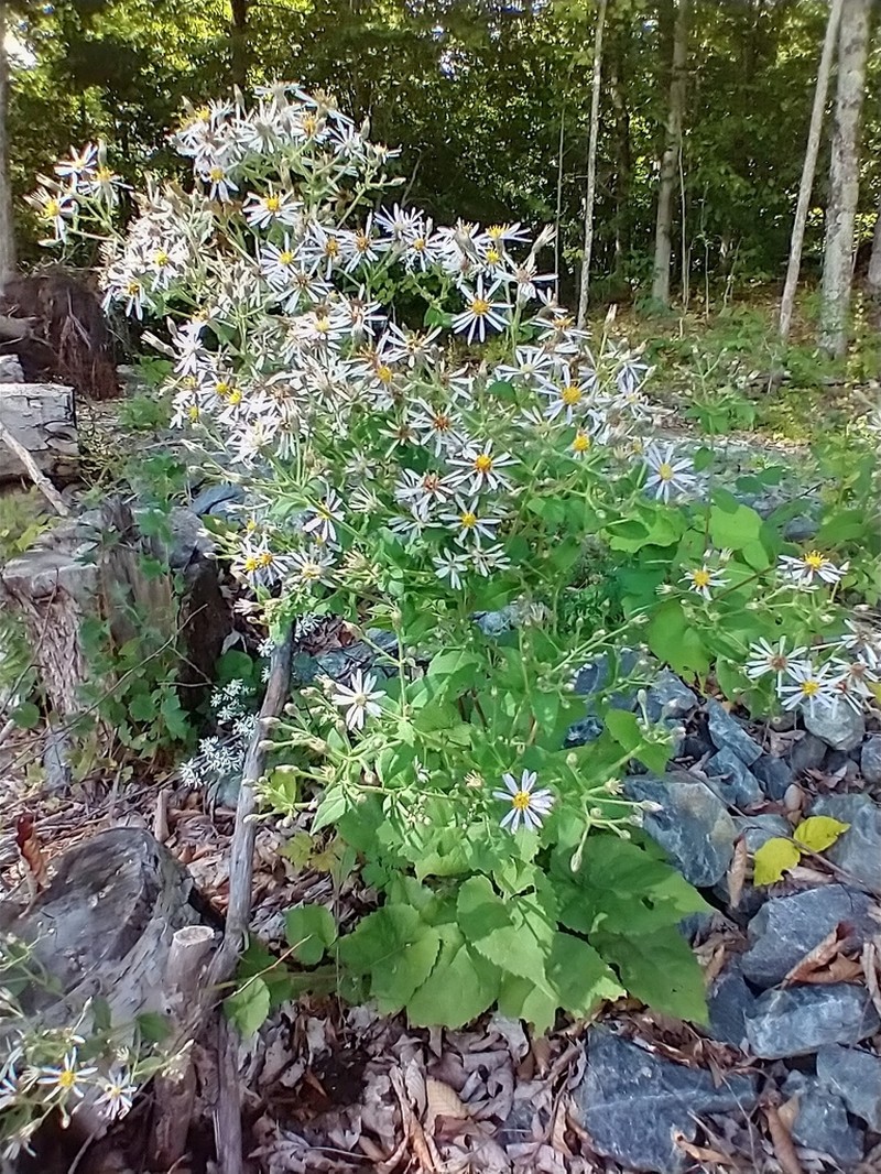 Bigleaf Aster photo 2