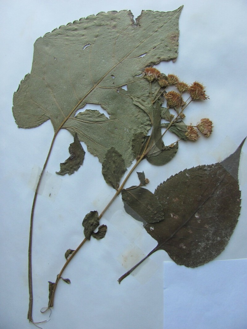 Bigleaf Aster photo 3