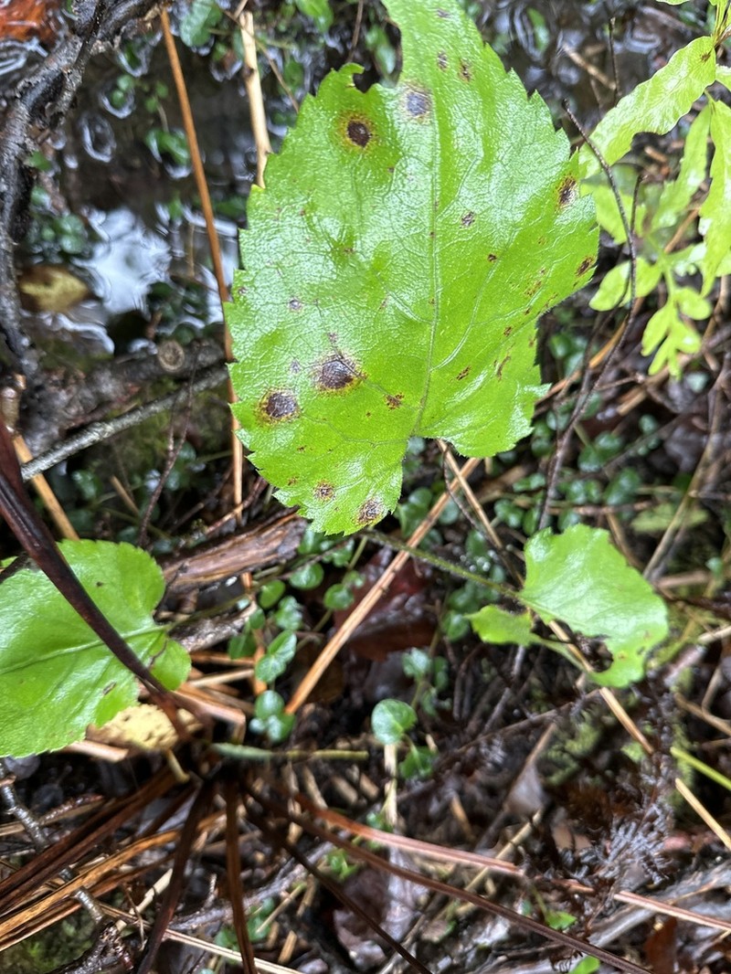 Bigleaf Aster photo 4