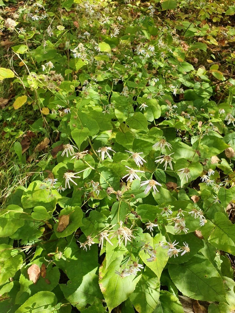 Bigleaf Aster photo 5
