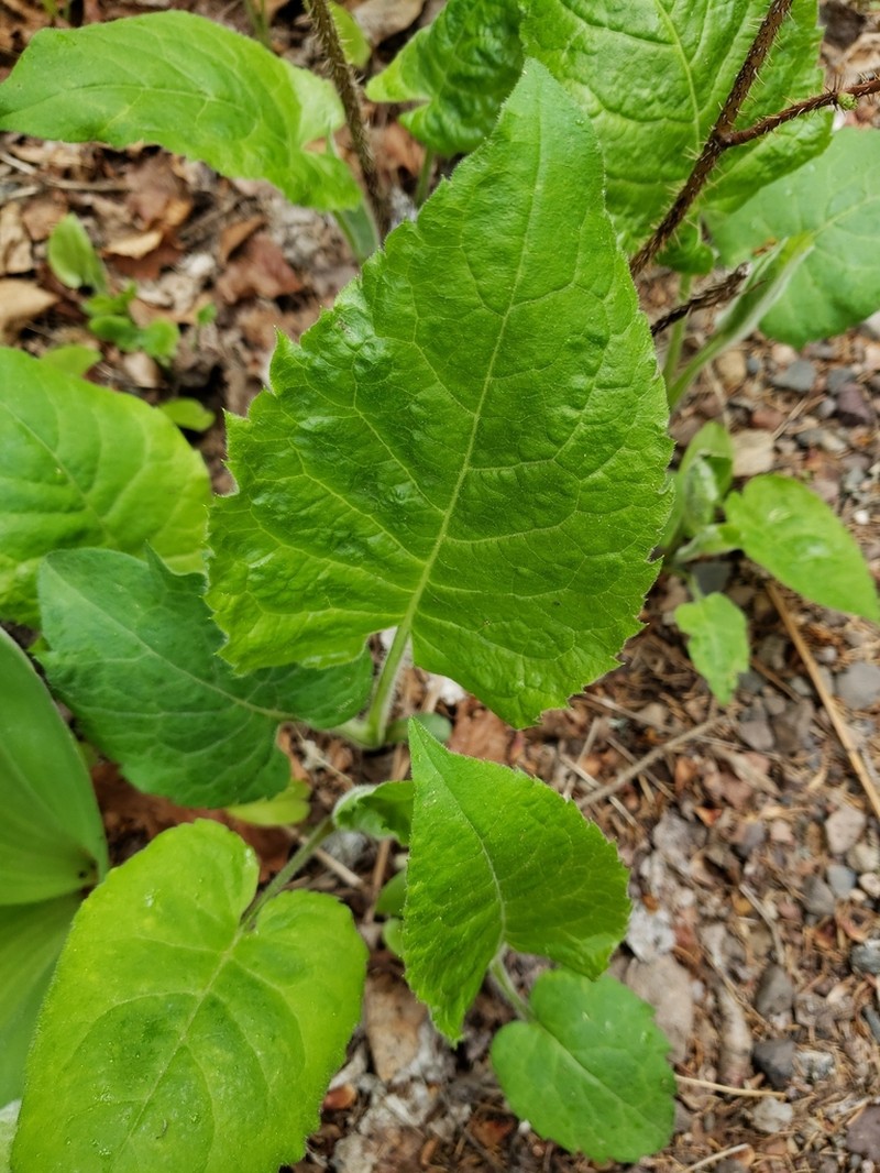 Bigleaf Aster photo 6