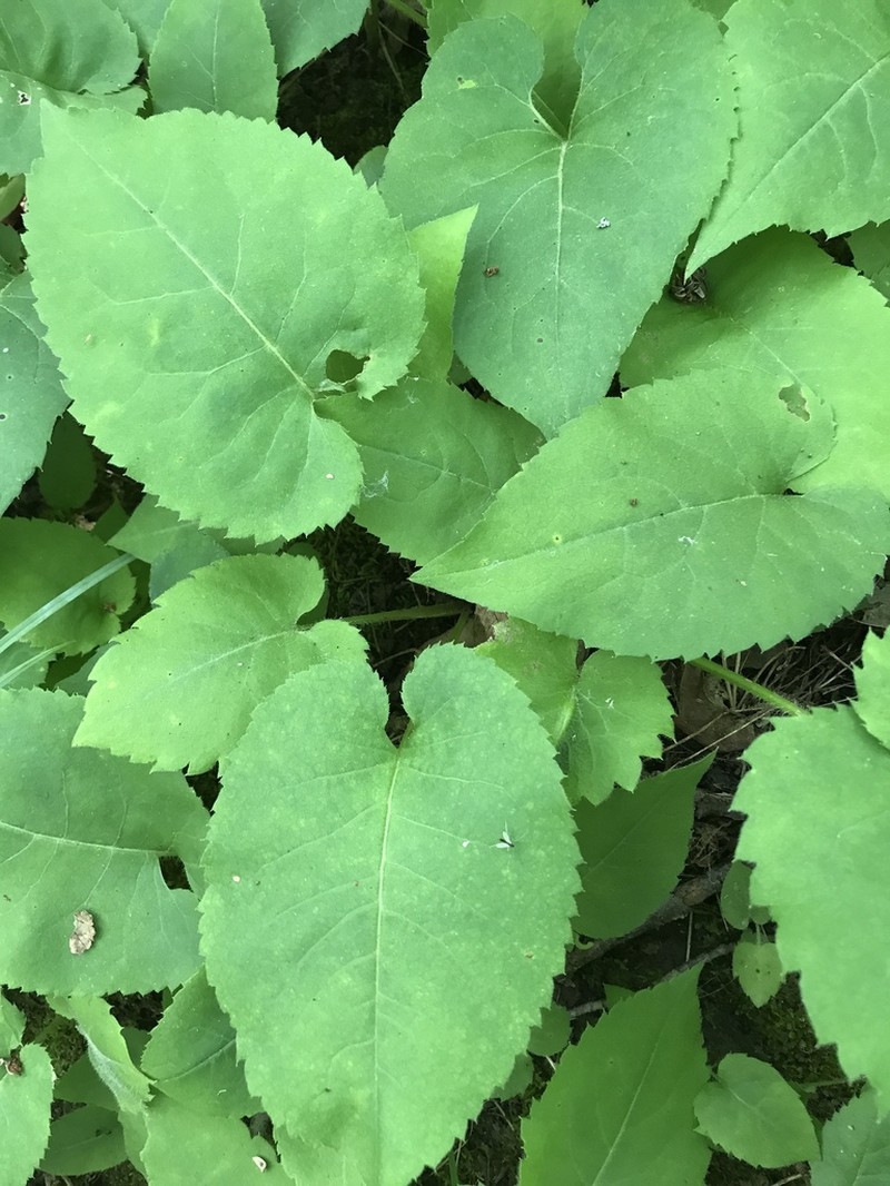 Bigleaf Aster photo 8