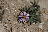 Subalpine Aster