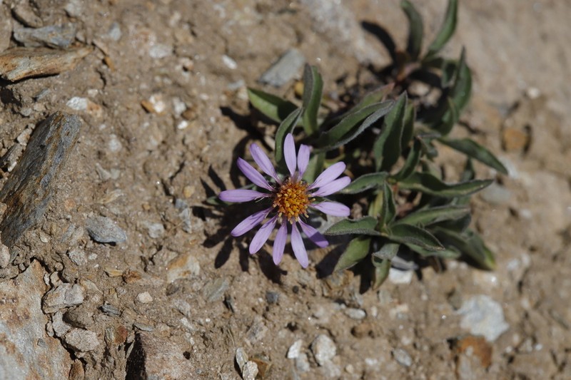 Subalpine Aster
