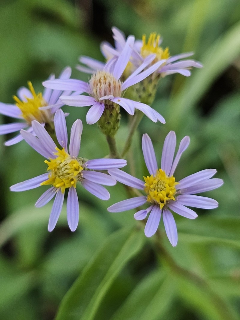 Subalpine Aster photo 2