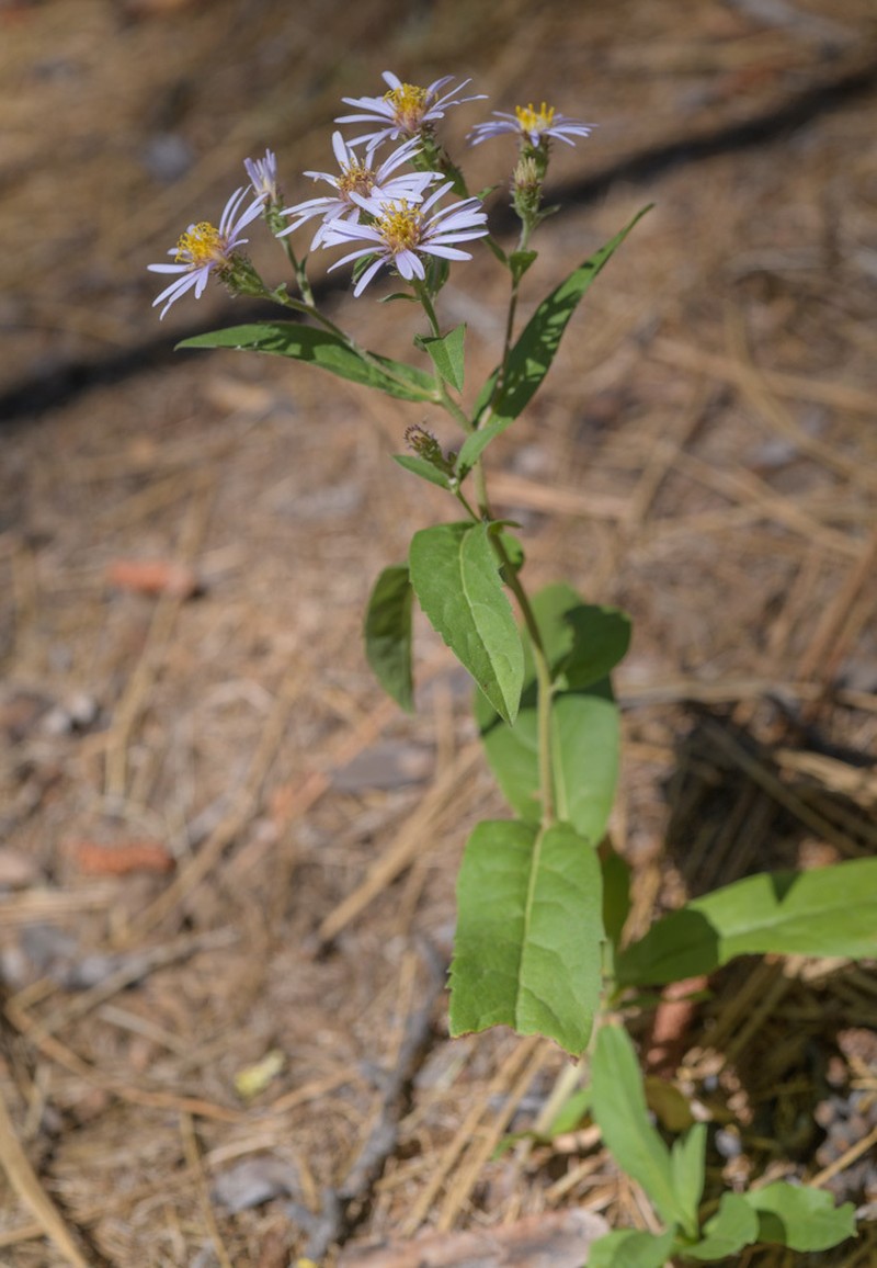 Subalpine Aster photo 3