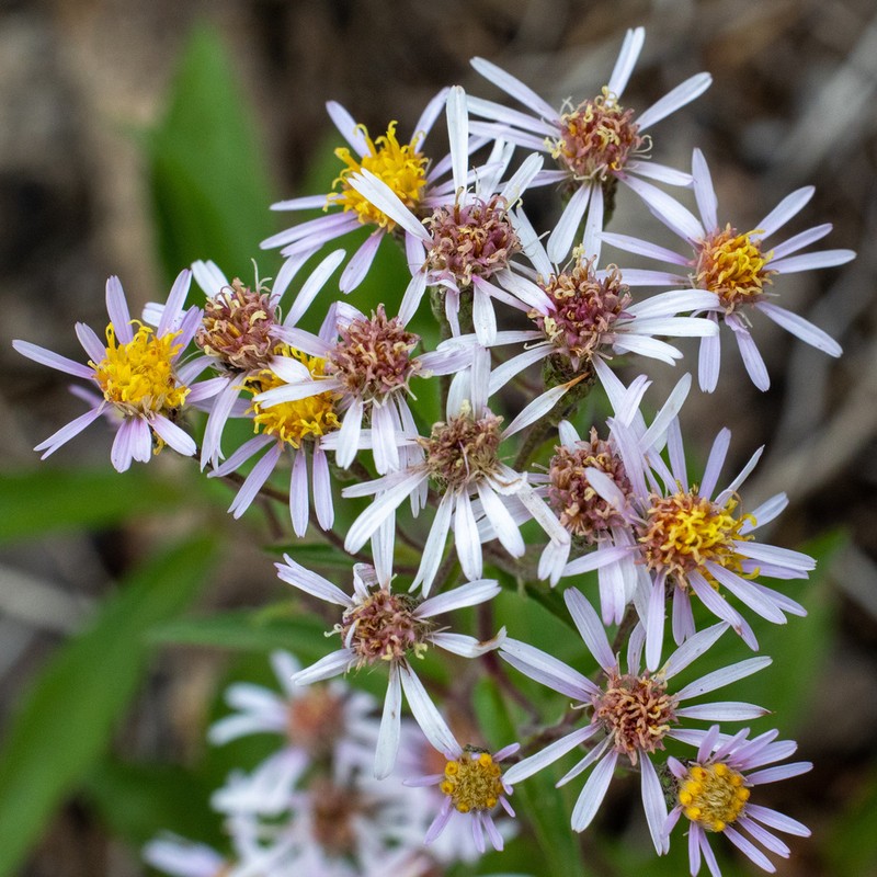 Subalpine Aster photo 4