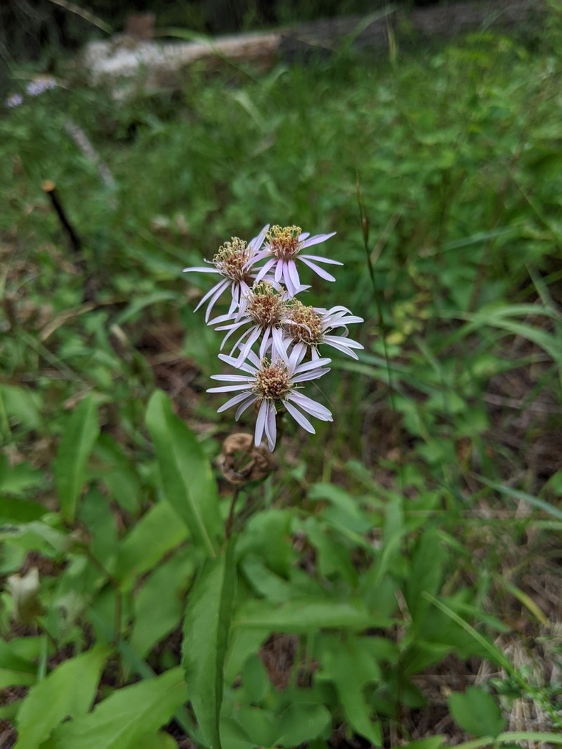 Subalpine Aster photo 5
