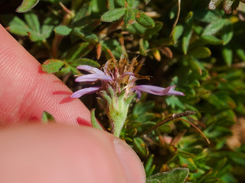 Subalpine Aster photo 6