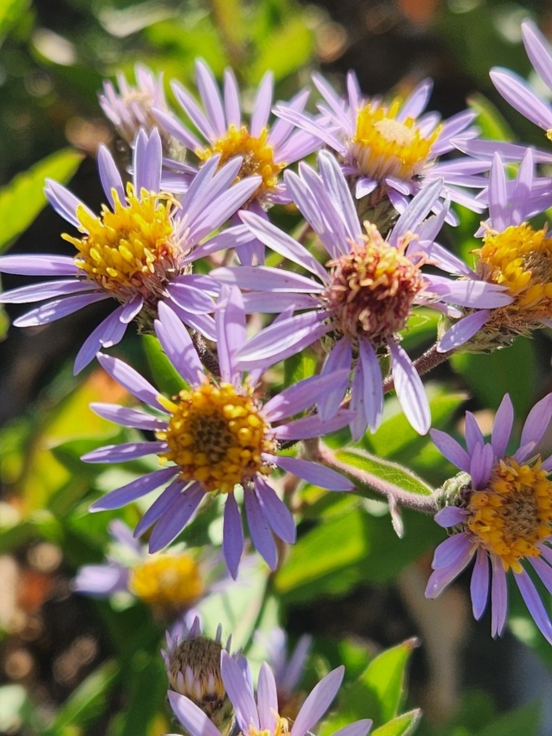 Subalpine Aster photo 7