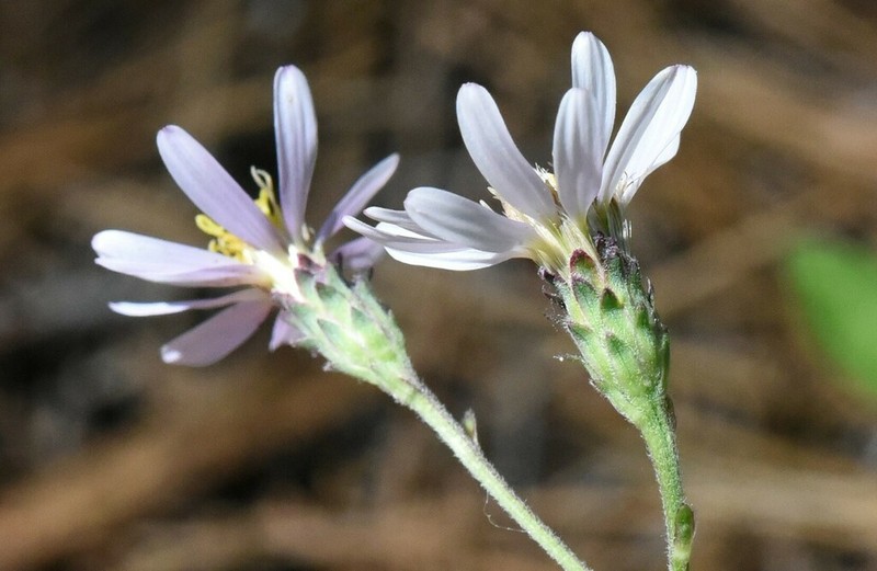 Subalpine Aster photo 8