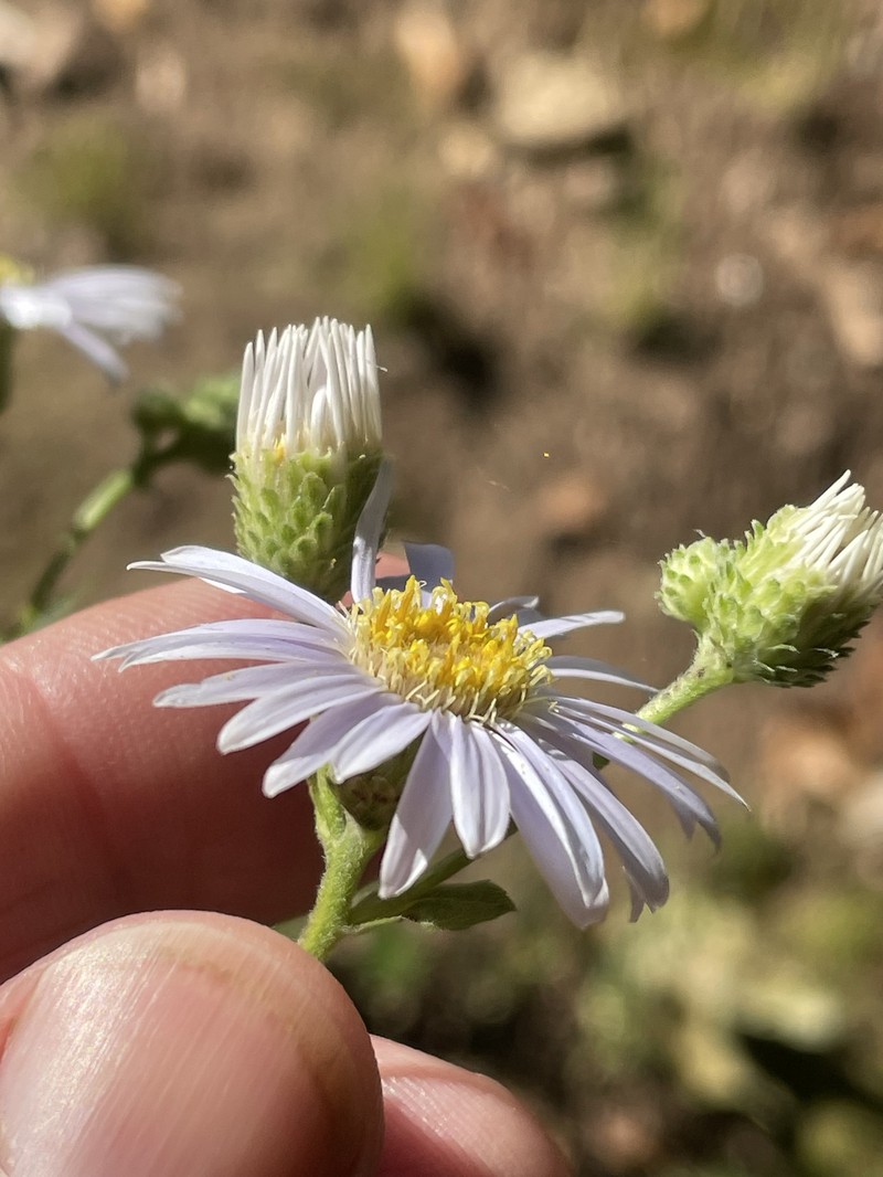 Bouquet Aster