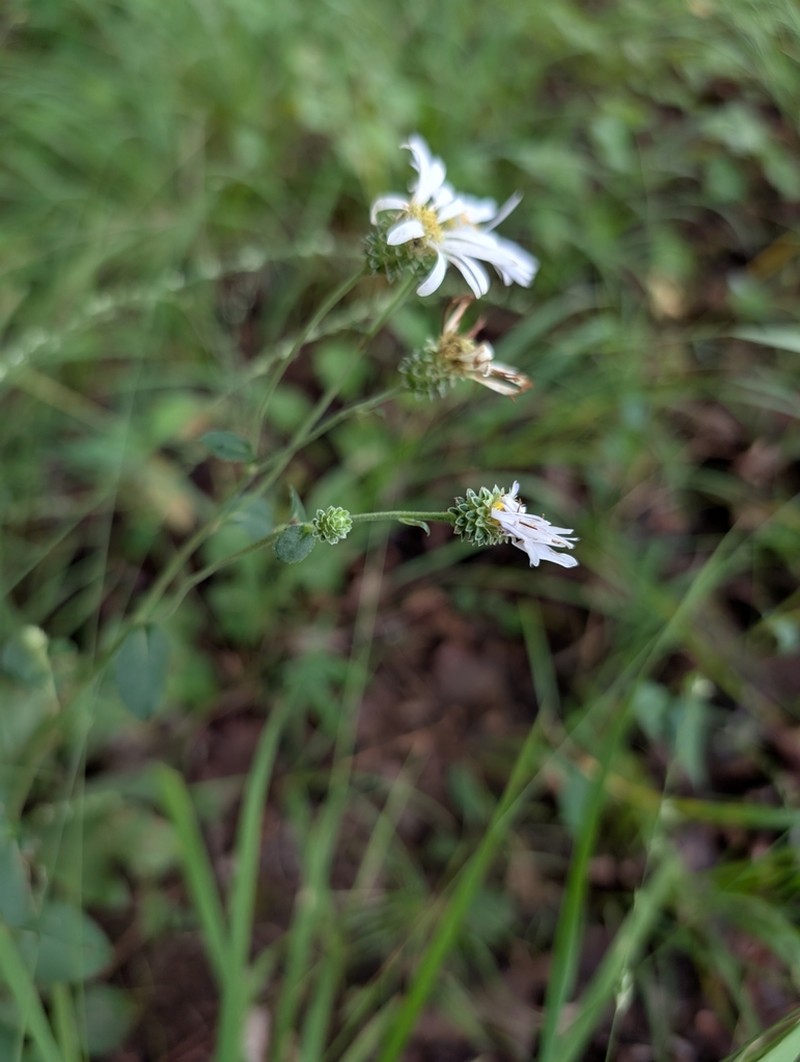 Bouquet Aster