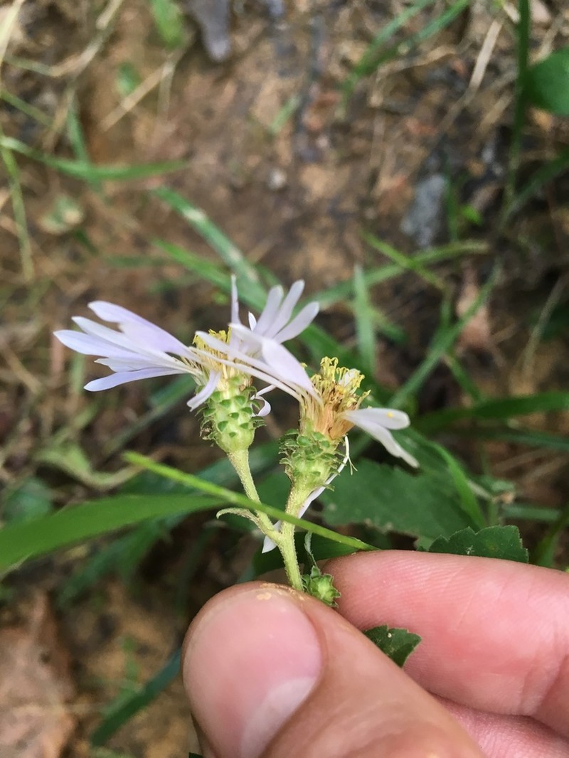 Bouquet Aster photo 7