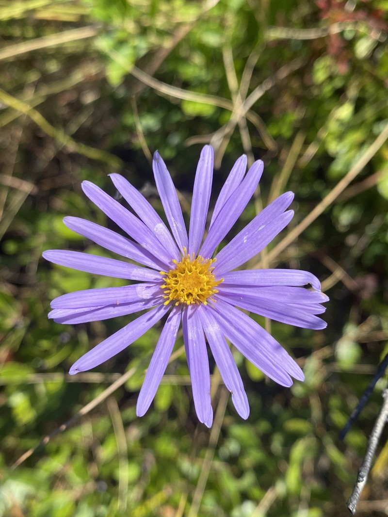 Southern Swamp Aster