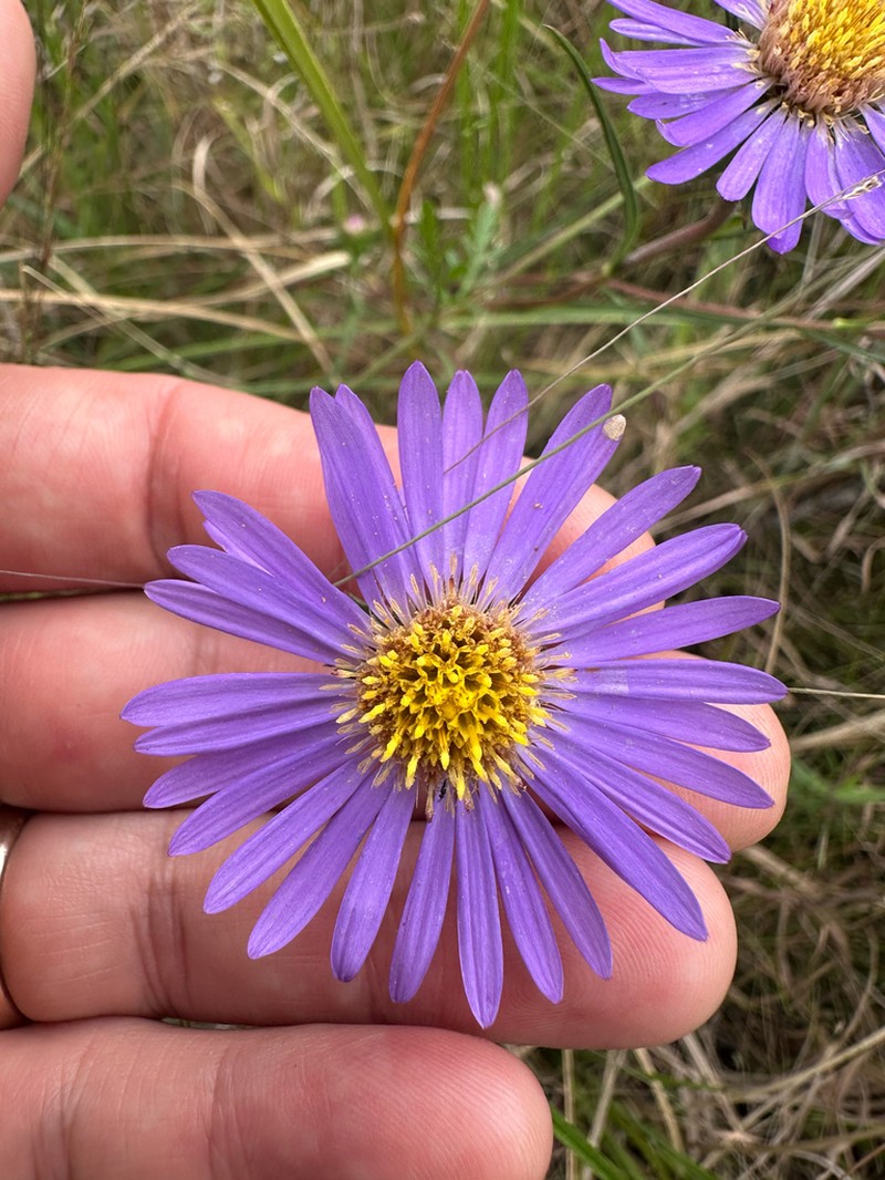Southern Swamp Aster