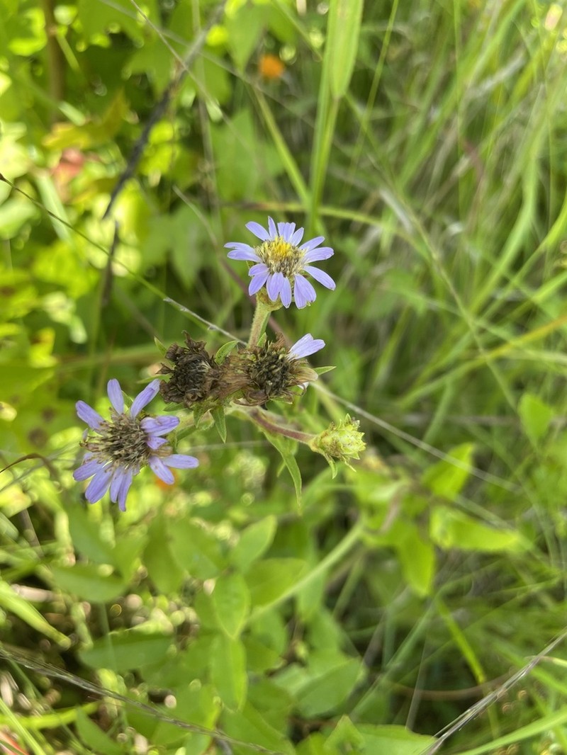 Southern Swamp Aster photo 2