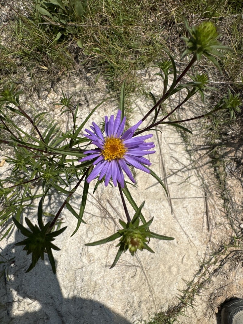 Southern Swamp Aster photo 3