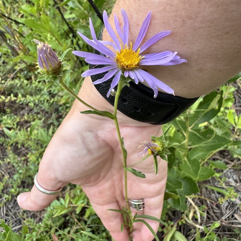 Southern Swamp Aster photo 4