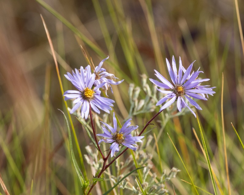 Southern Swamp Aster photo 5